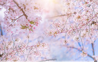 内燃机气阀钢棒什么材质好(内燃机气阀钢棒什么材质好一点)
